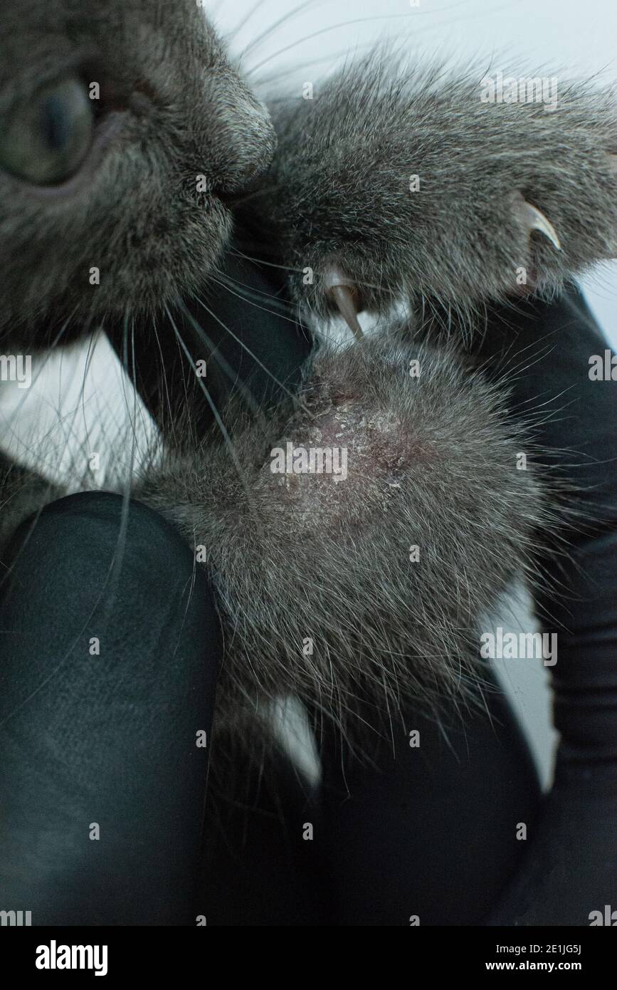 deprive closeup on the skin of a cat. Diseases of pets. Treatment of