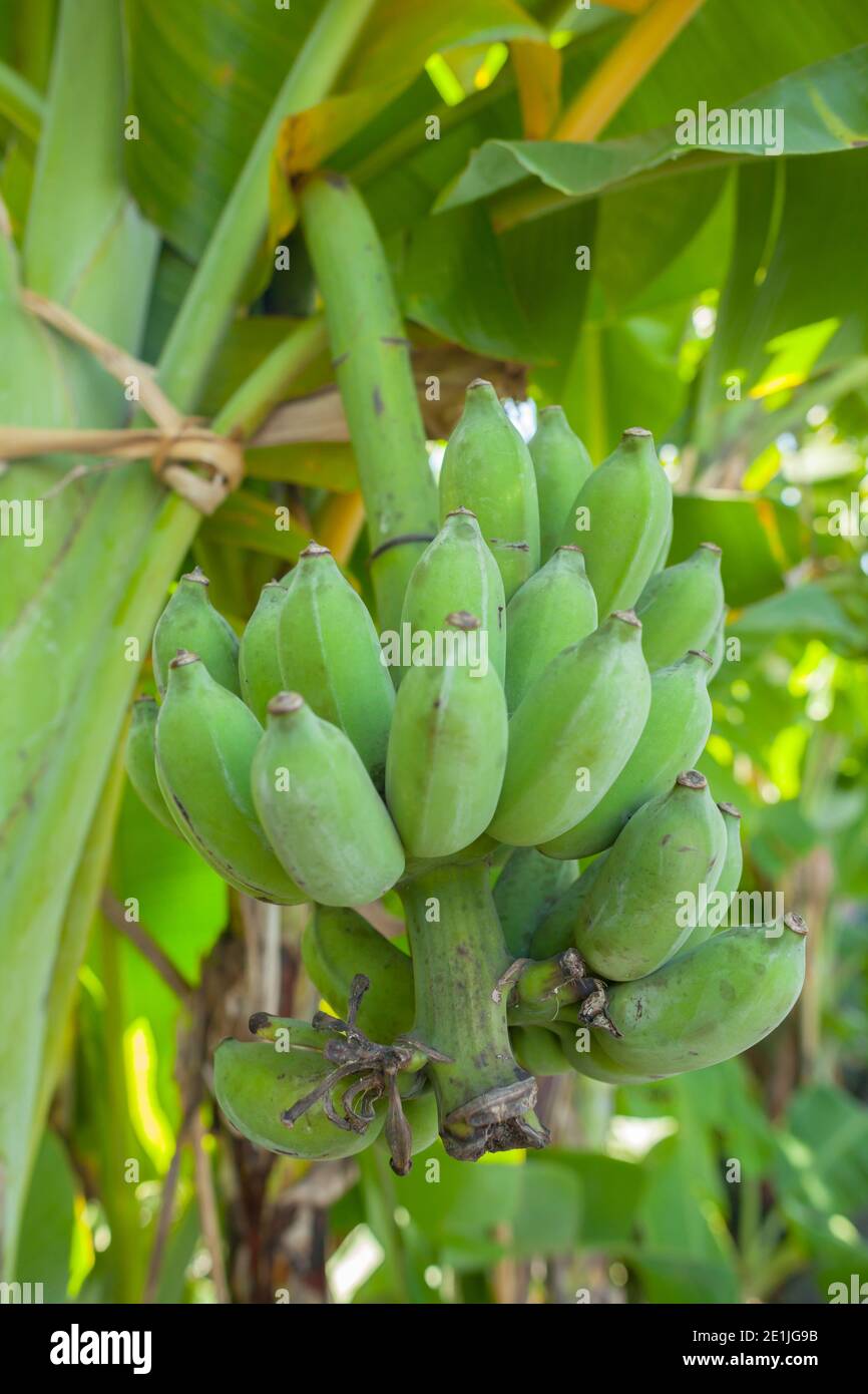 Green of unripe bananas in the jungle Stock Photo Alamy
