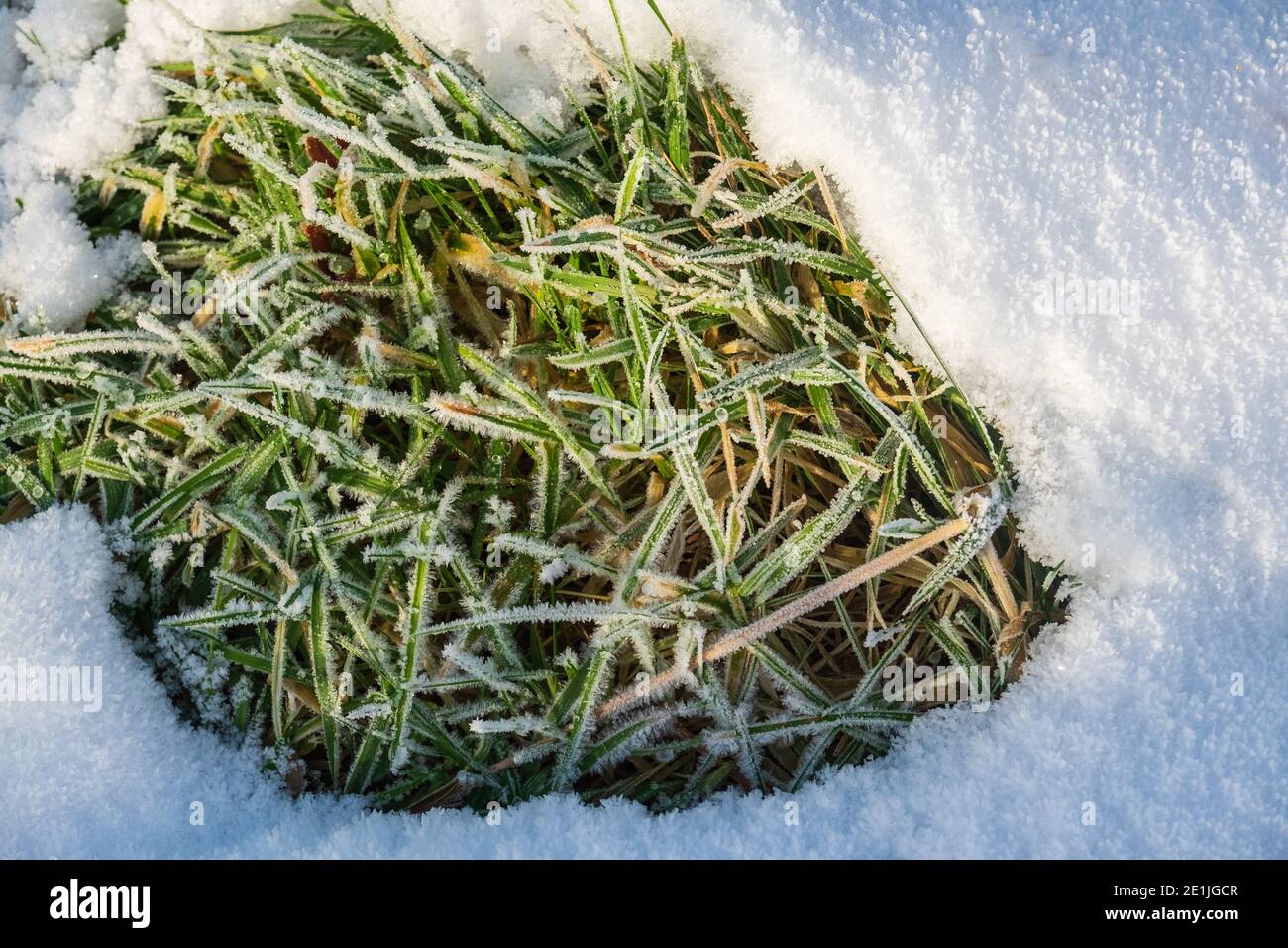 A patch of frozen grass in a snow covered field Stock Photo