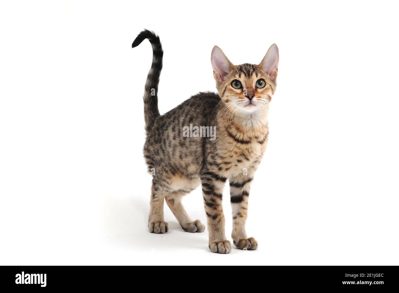 Purebred smooth-haired kitten on a white background Stock Photo