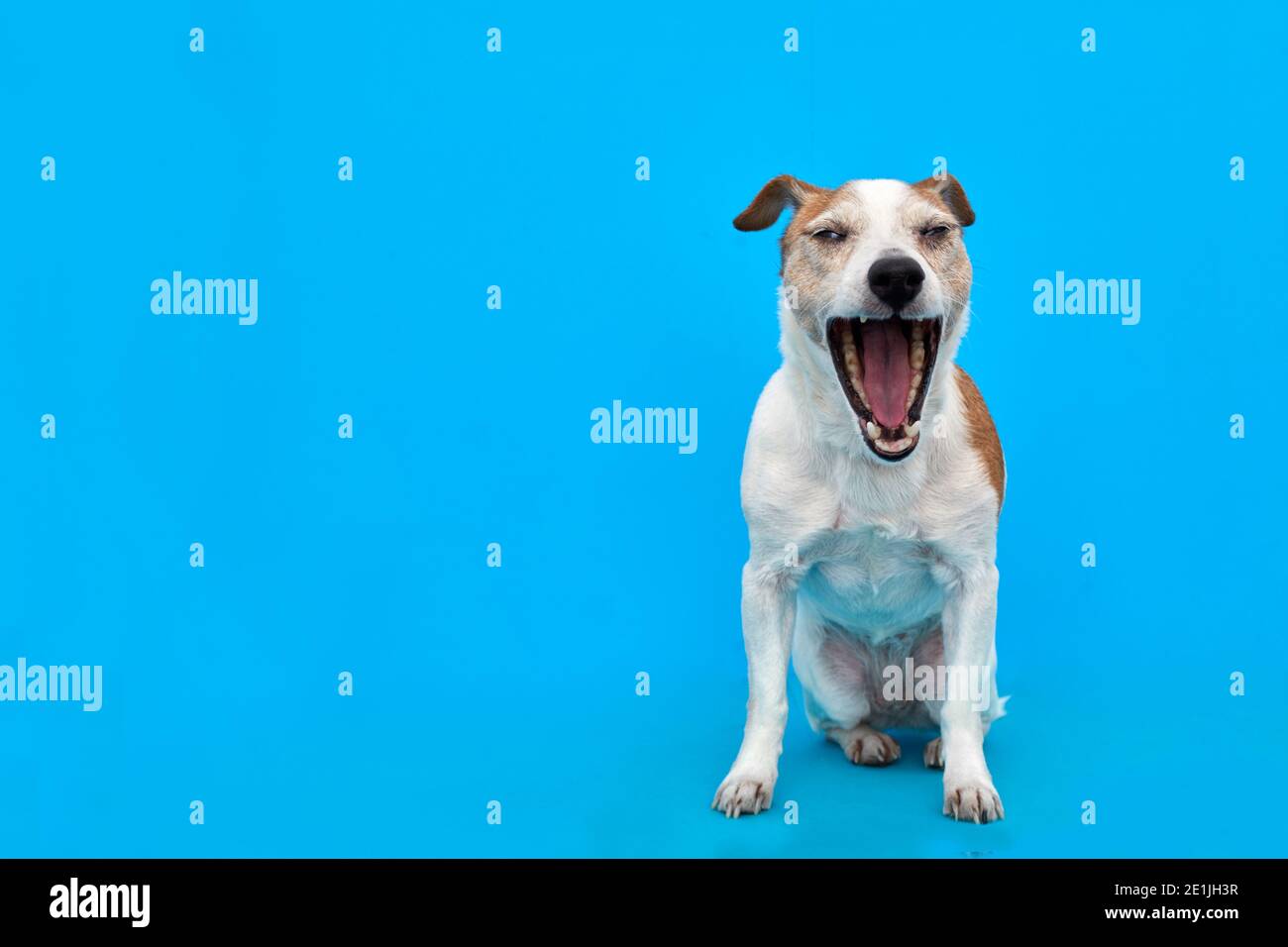 Adorable Jack Russell Terrier dog yawning sweetly with closed eyes on bright blue background in studio Stock Photo
