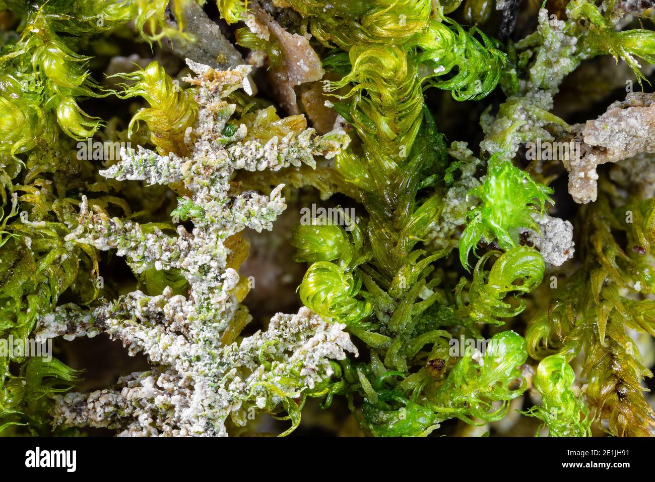 Closeup of moss plants covered by calcareous sinter from the spring of the Hase near Dissen in Germany Stock Photo