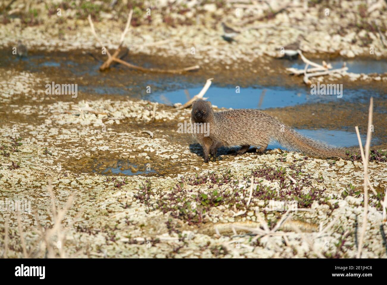 Egyptian mongoose (Herpestes ichneumon) Stock Photo