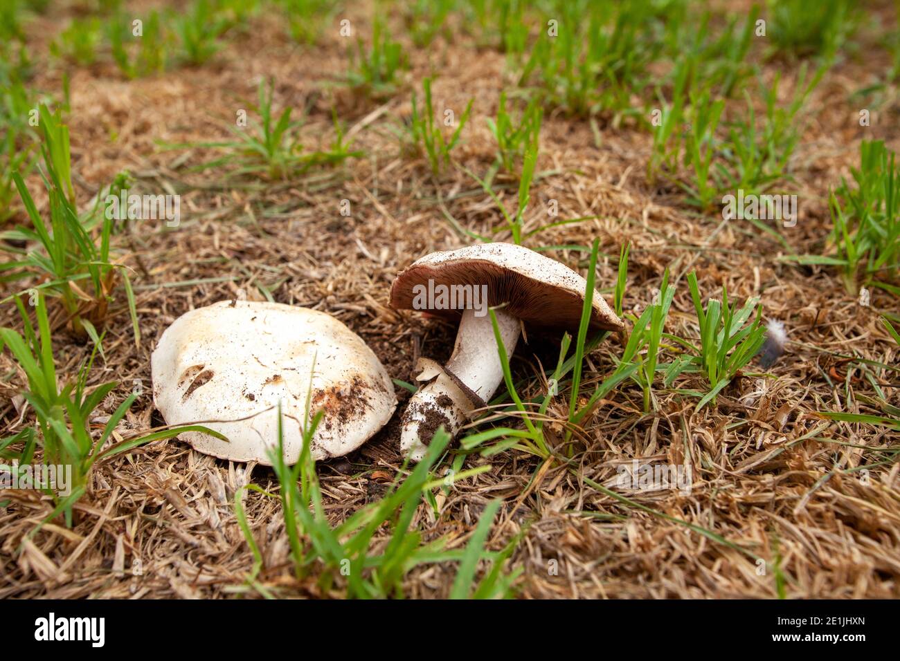 big sheath mushroom, rose-gilled grisette, or stubble rosegill  gloiocephalus / Volvariella speciosa Stock Photo
