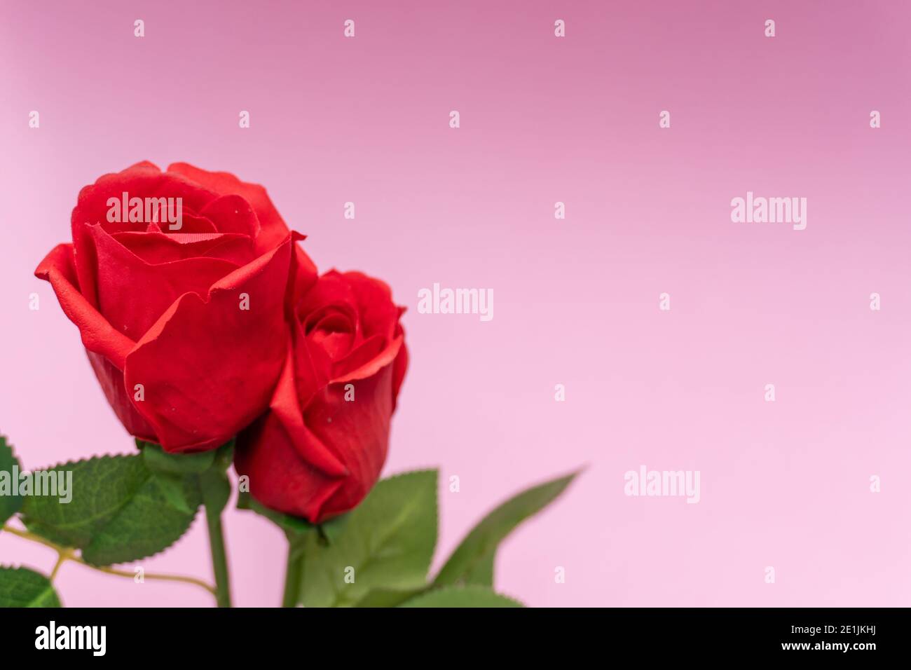 2 red roses located on the left side, pink background, copy space, love ...