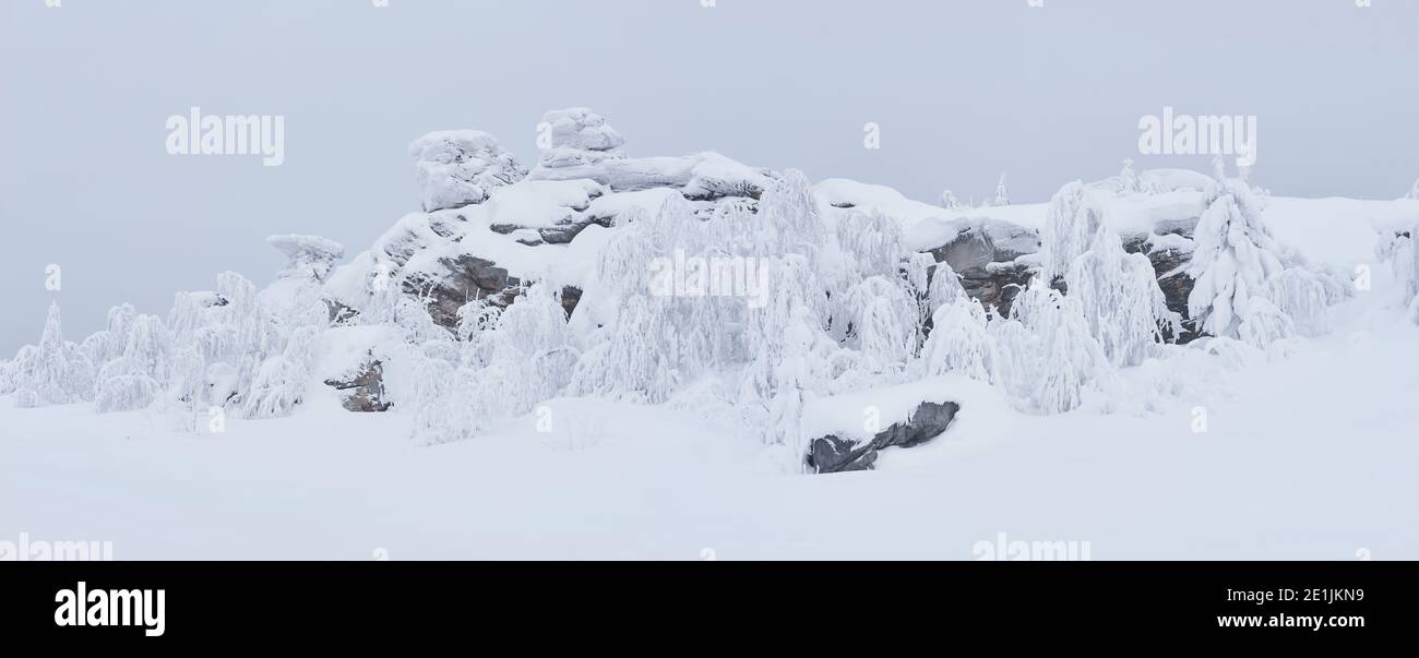 Frozen and snow capped trees in the fog hi-res stock photography and ...
