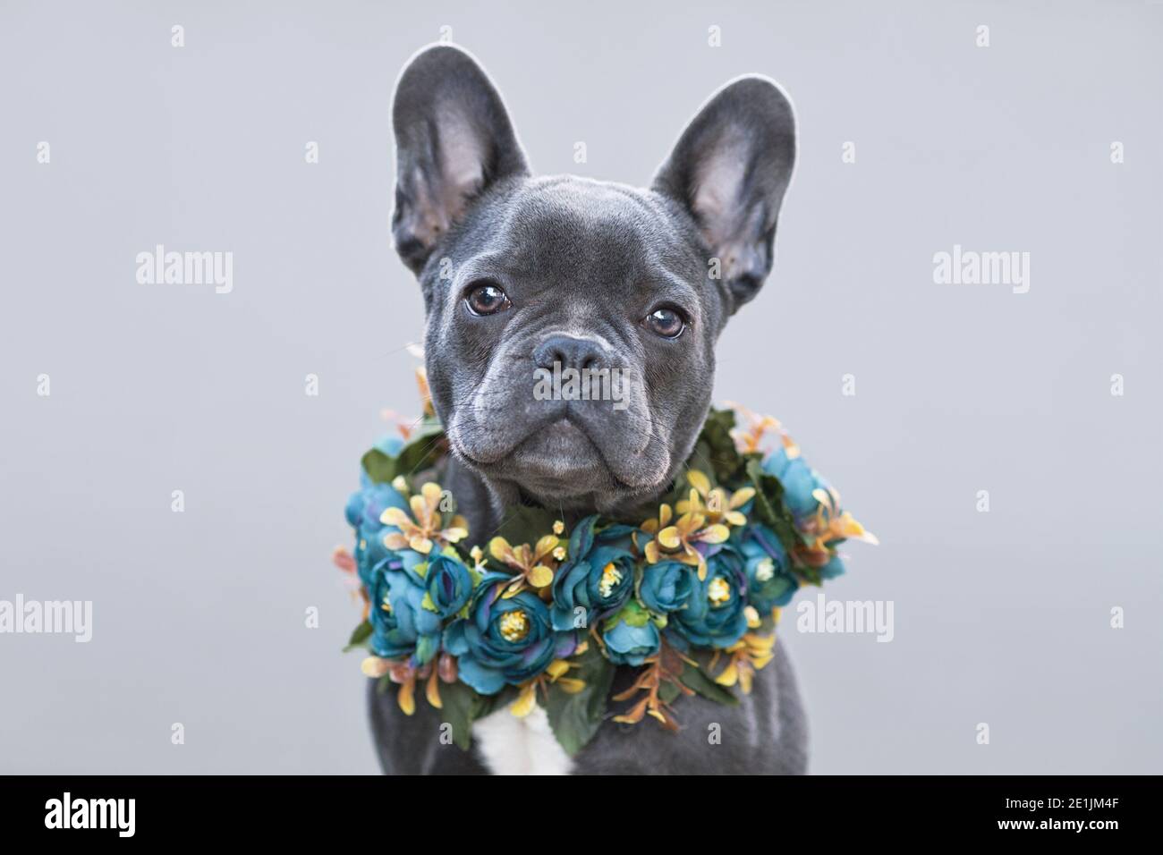 Young blue coated French Bulldog dog with flower collar in front of gray background Stock Photo