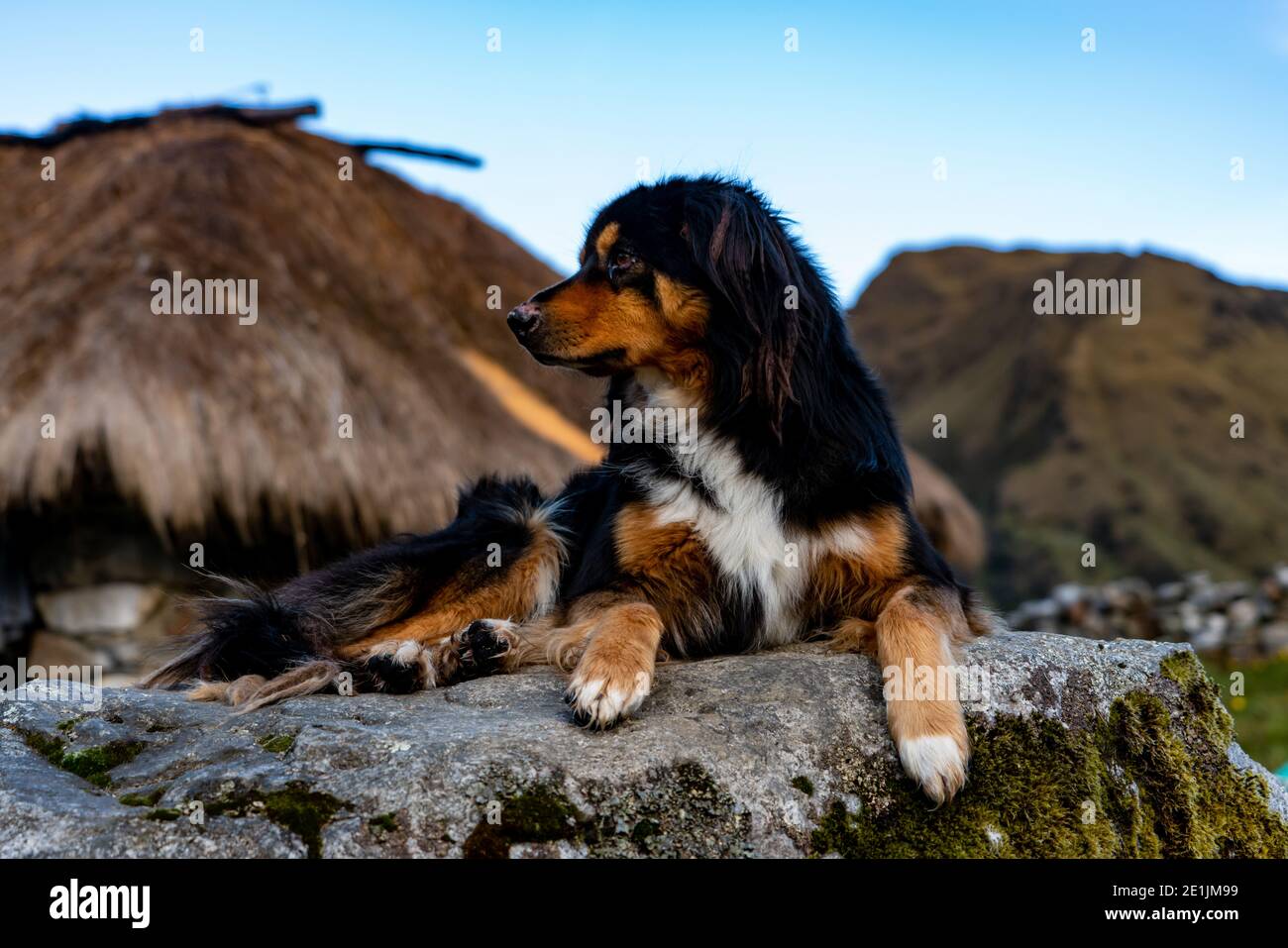Peruvian sheep store dog