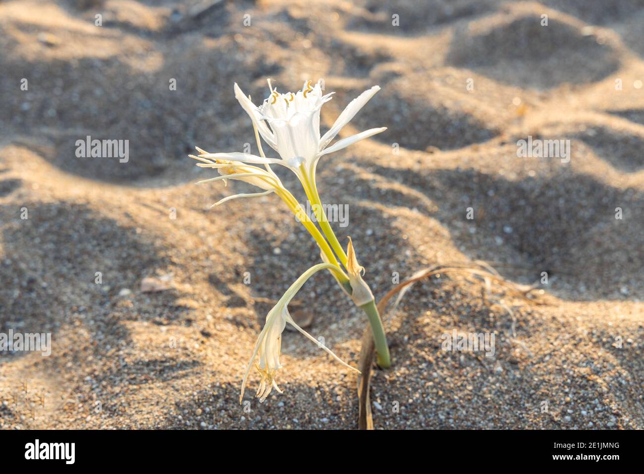 Selective focus of White flower Sea daffodil, Pancratium maritimum, growing on a sandy beach in Antalya Turkey, Stock Photo