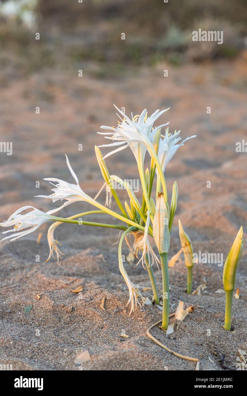 Selective focus of White flower Sea daffodil, Pancratium maritimum, growing on a sandy beach in Antalya Turkey, Stock Photo