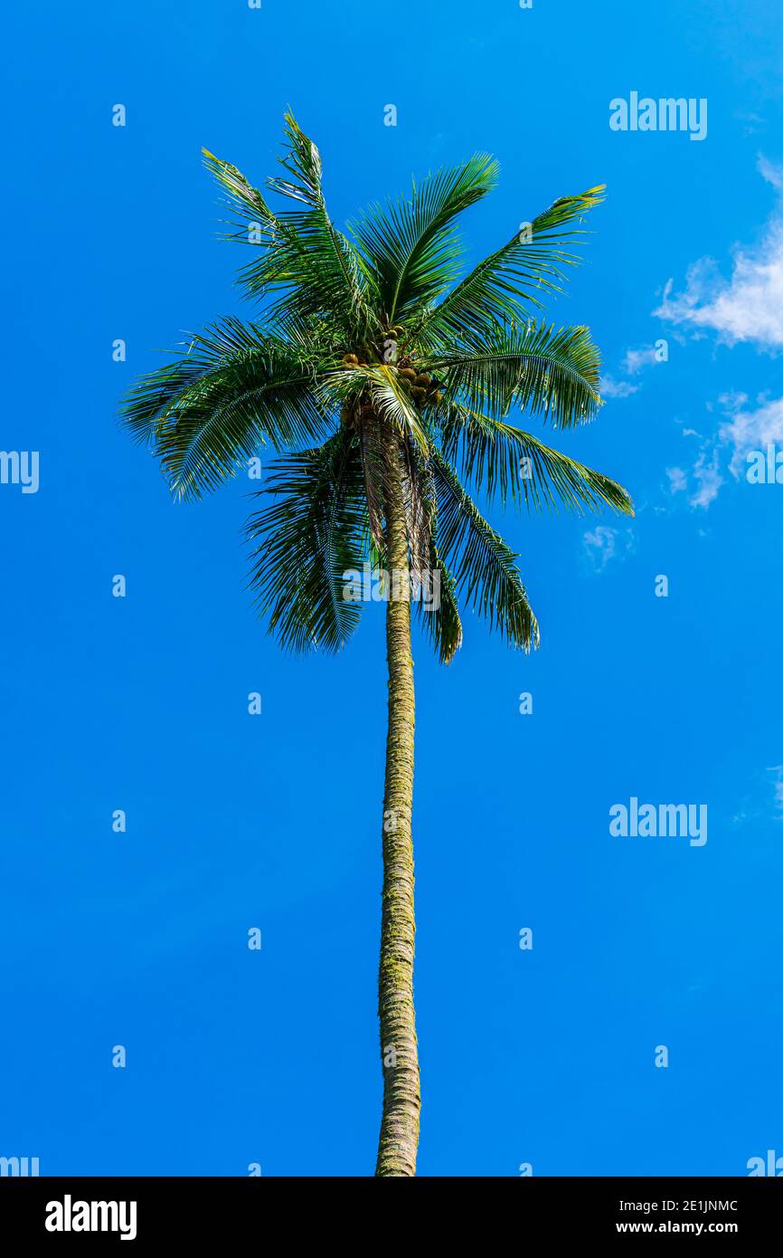 Lone Coconut Tree Stock Photo