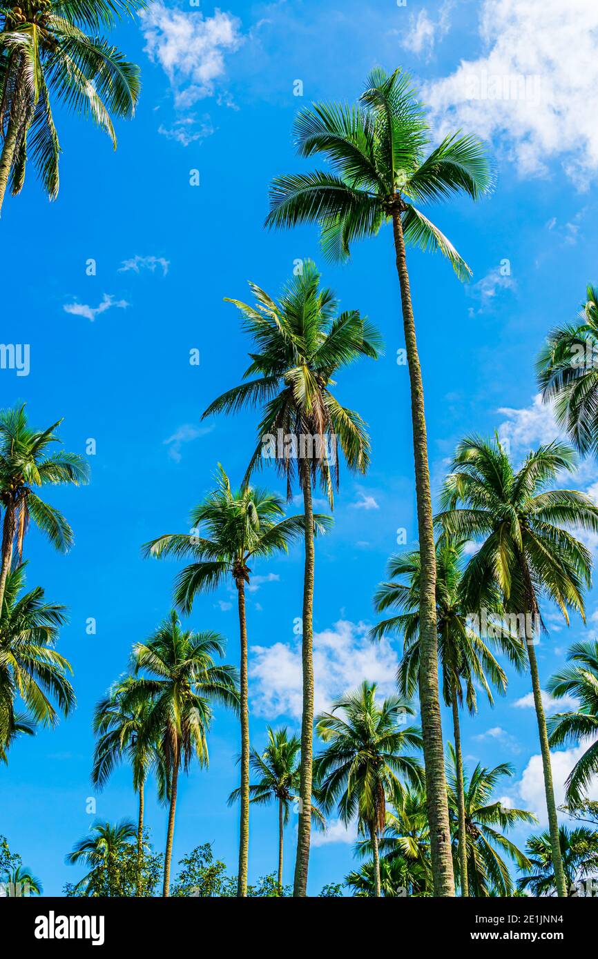 Coconut Trees in the Philippines Stock Photo