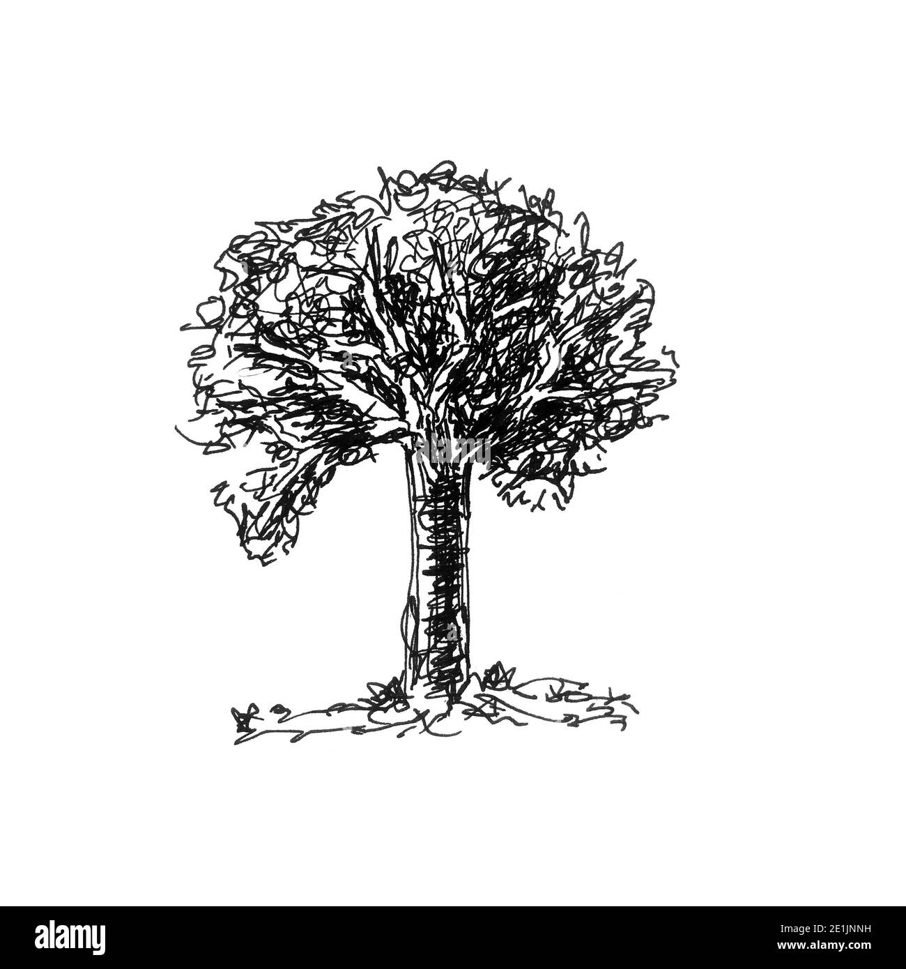 Hand drawn old tree isolated on white background.Sketch illustration. Stock Photo