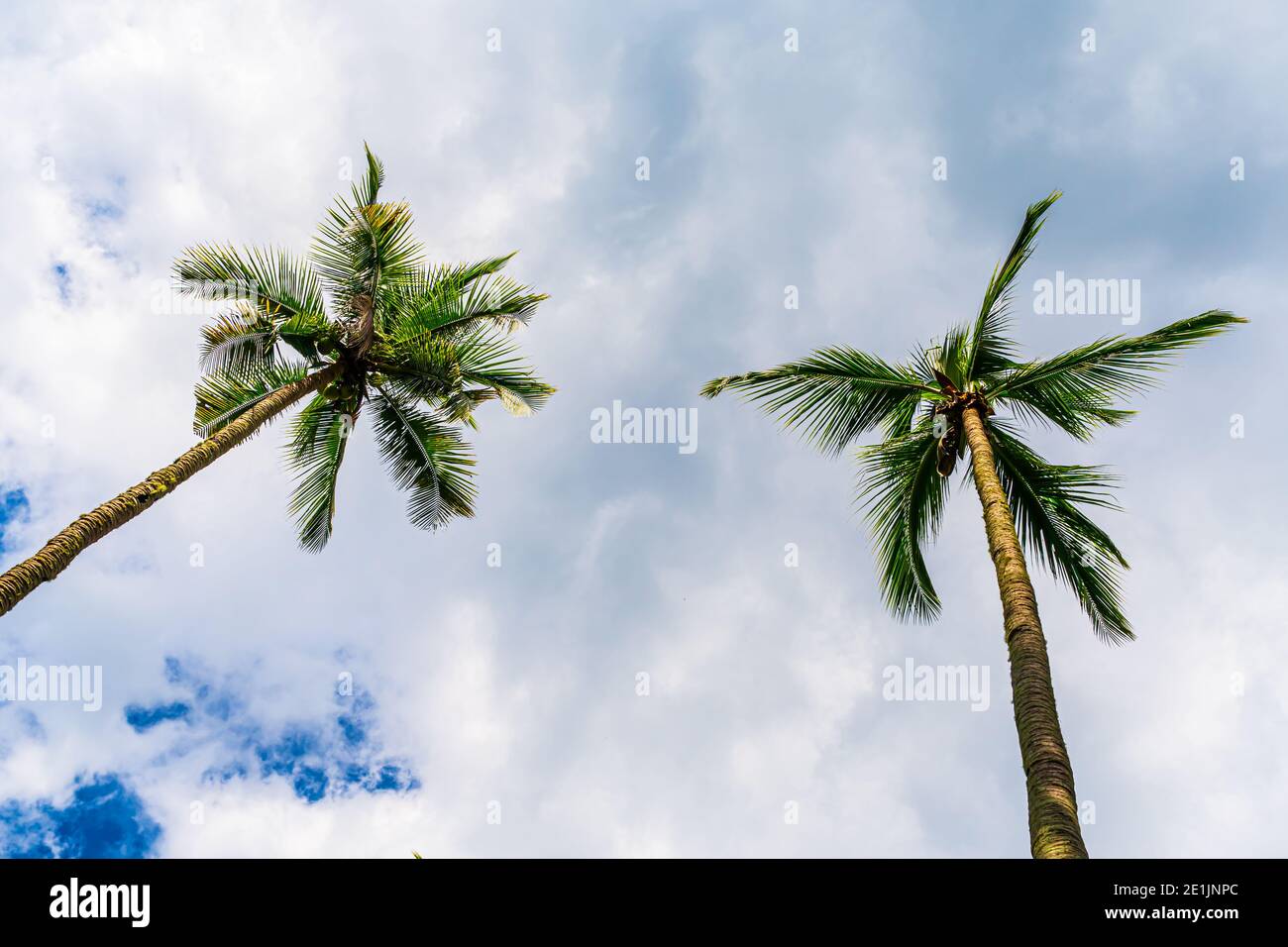 Twin Coconut Trees During a Cloudy Day Stock Photo