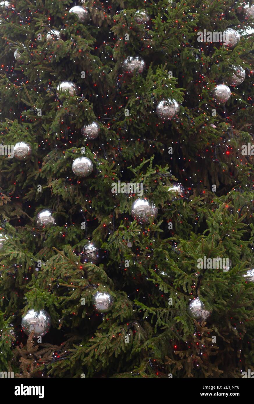 Norway Spruce Tree High Resolution Stock Photography And Images Alamy