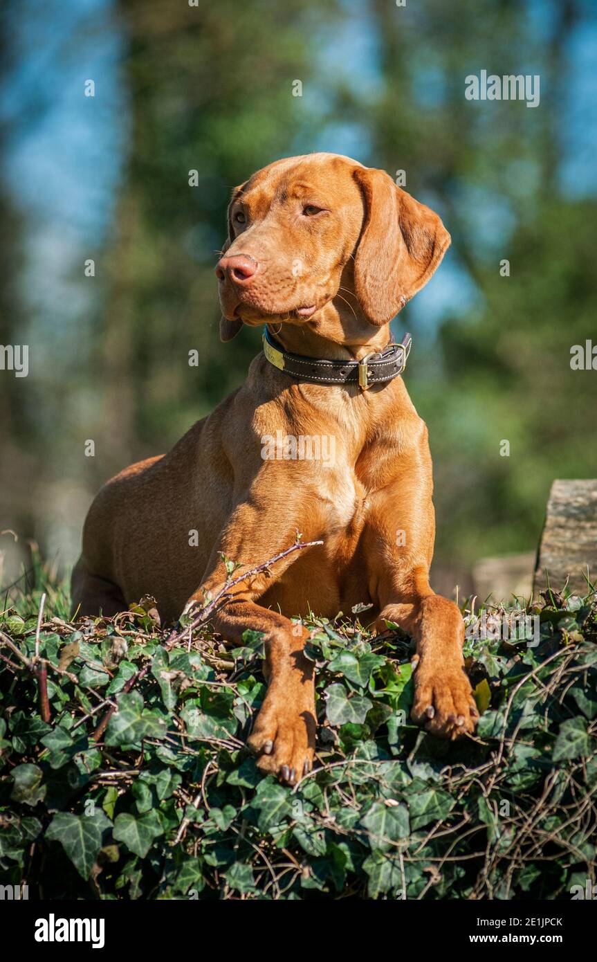 Beautiful Hungarian Vizsla sitting and posing for the camera. Vizslas are Hungarian pointing