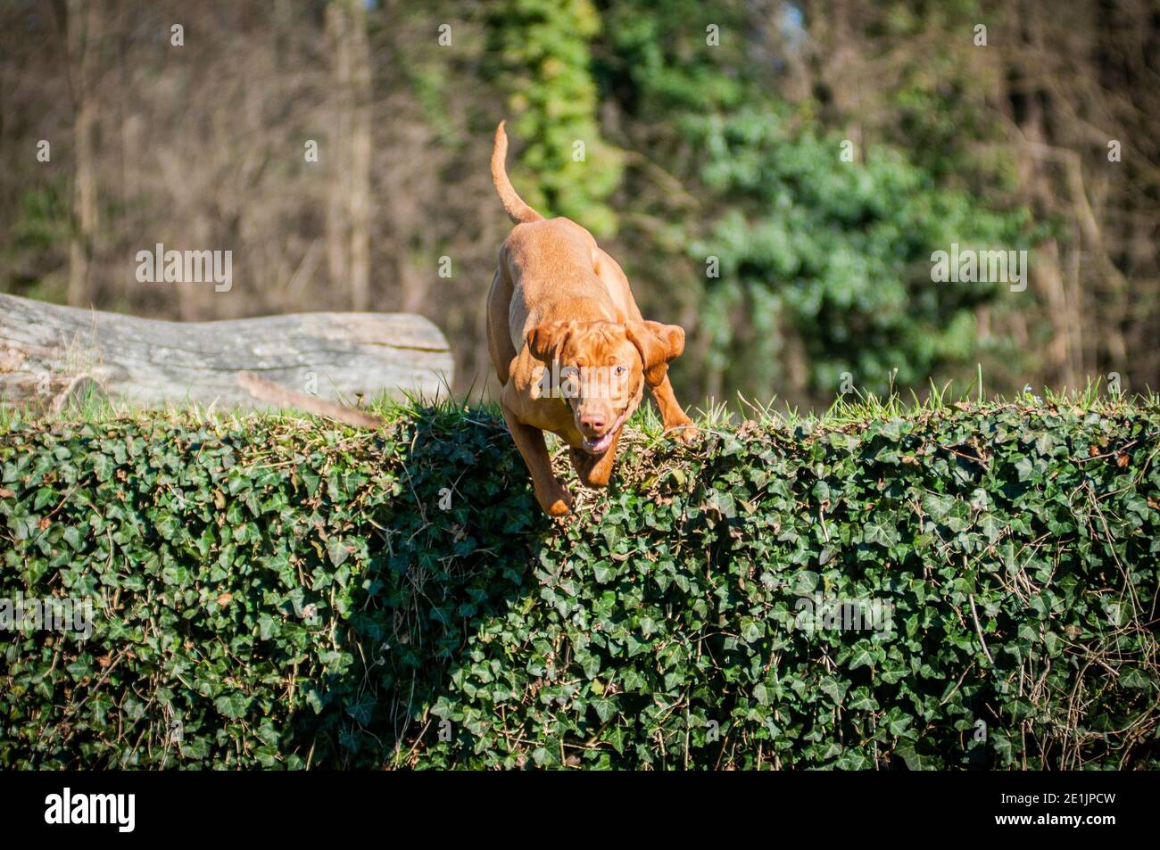 Energetic Hungarian Vizsla jumping down from a wall covered with ivy