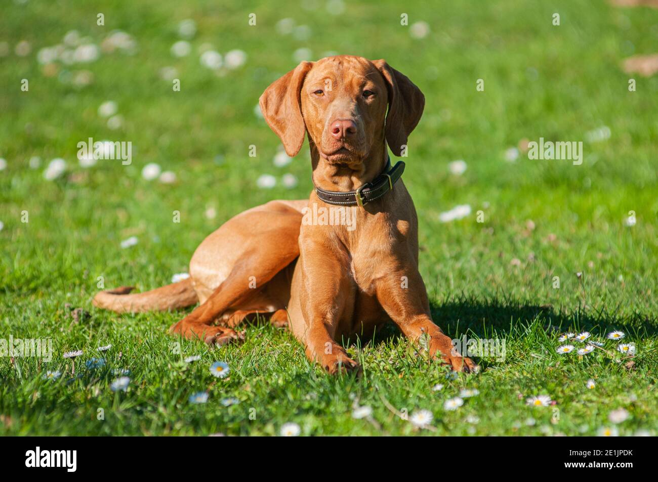 Beautiful Hungarian Vizsla resting in a field. Short haired Magyar vizslas  are great bird dogs but are often chosen as everyday companions Stock Photo  - Alamy