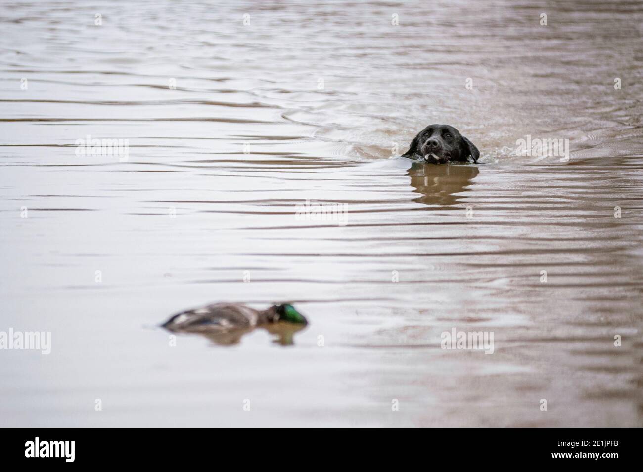 Black Labrador Retriever retrieving duck from lake. Labradors love