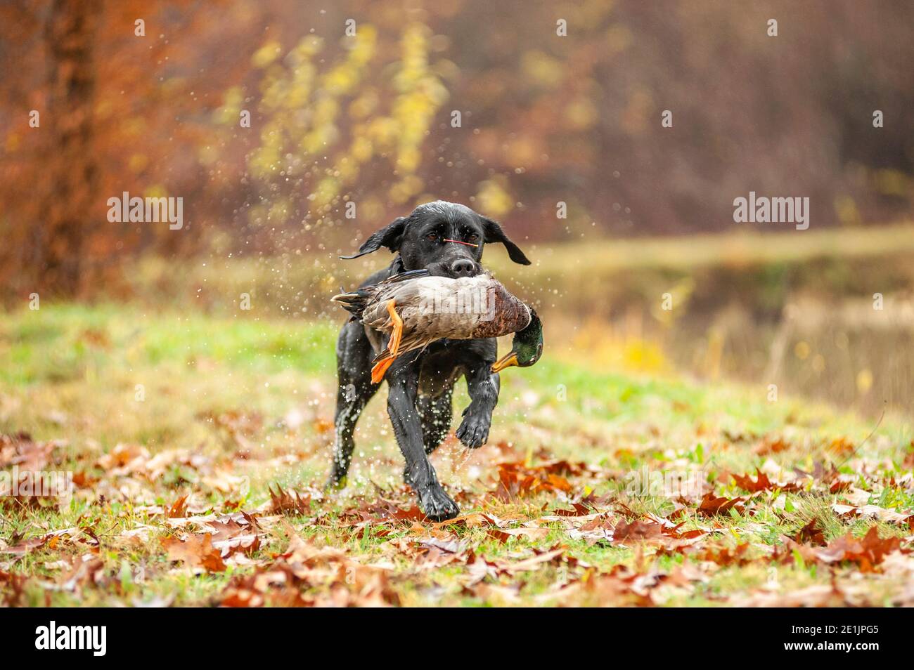 Black Labrador Retriever retrieving duck on a hunting day. Labradors