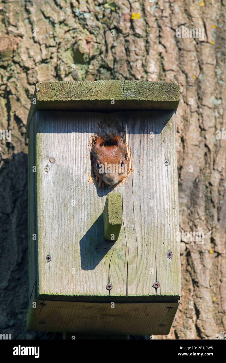 Eurasian red squirrel (Sciurus vulgaris) sticking head head out of raided nestbox / bird nesting box in tree in spring Stock Photo