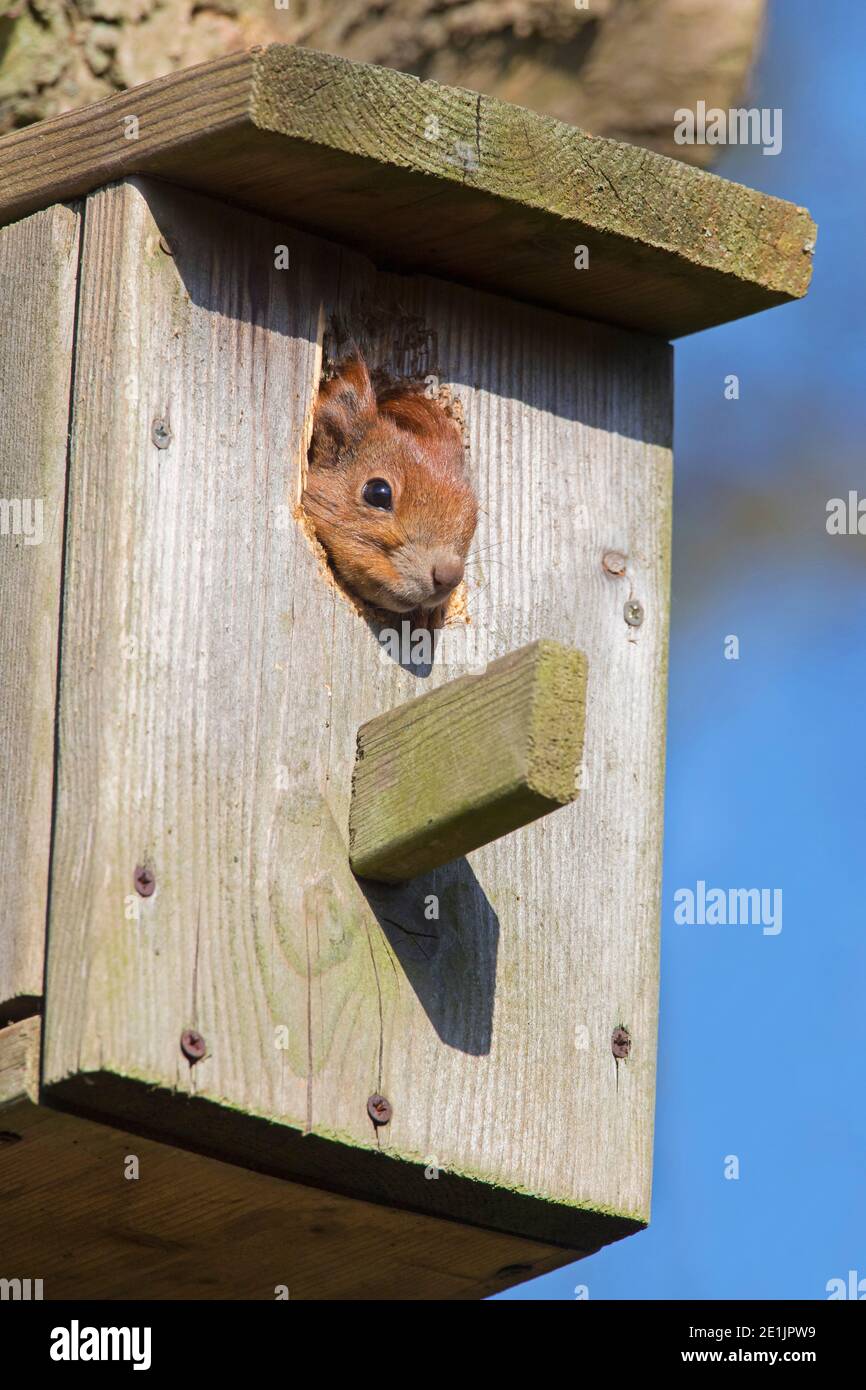 Eurasian red squirrel (Sciurus vulgaris) sticking head head out of raided nestbox / bird nesting box in tree in spring Stock Photo