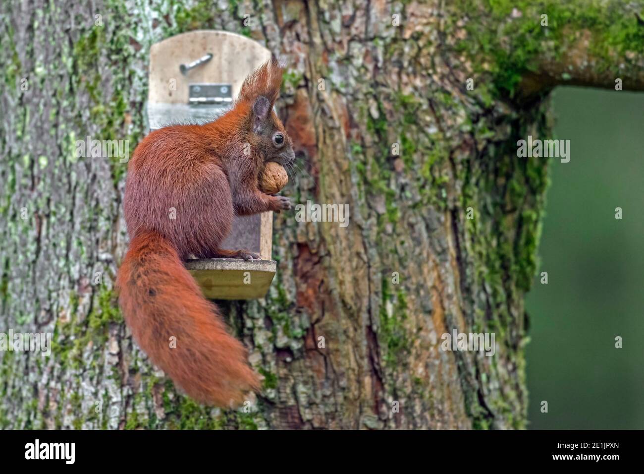 Eurasian red squirrel (Sciurus vulgaris) eating walnut from squirrel feeder in tree in garden in winter Stock Photo