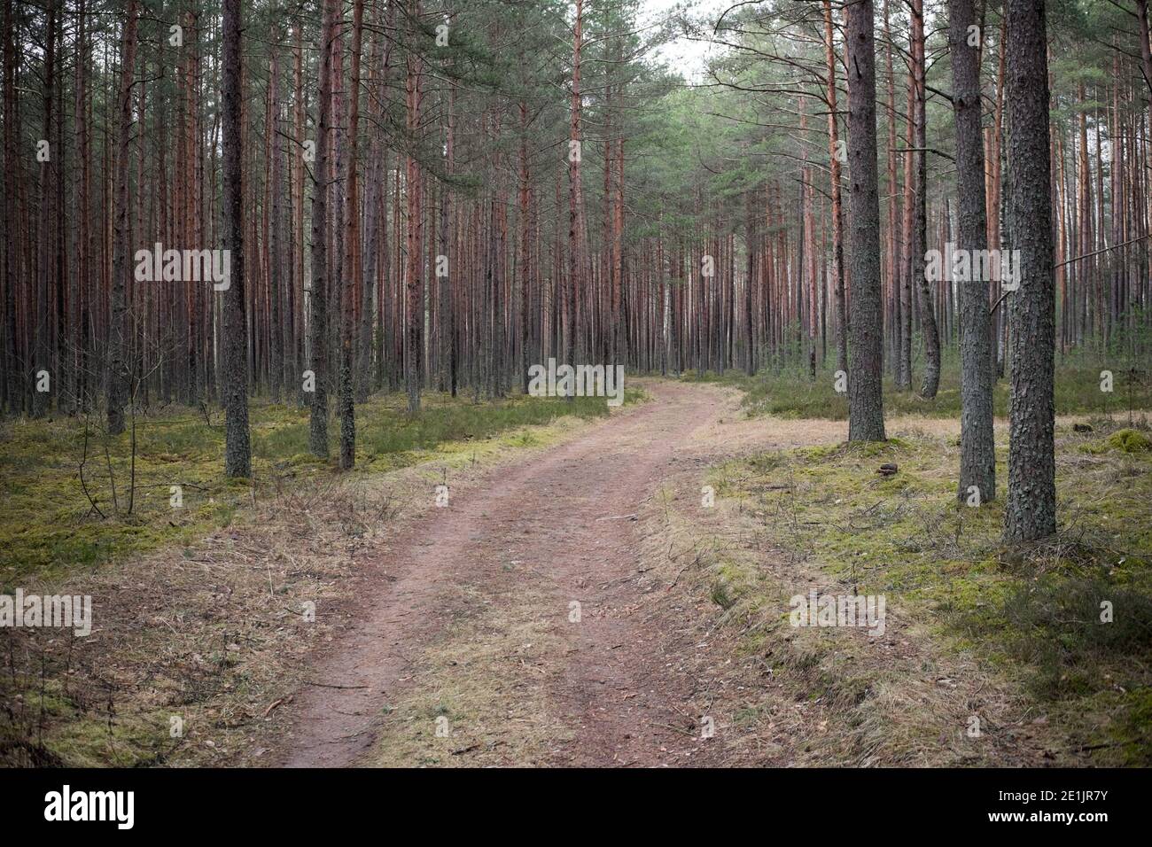 A curved path through thick pine forest Stock Photo