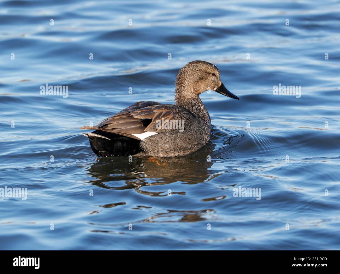 Gadwell (Mareca strepera) Stock Photo