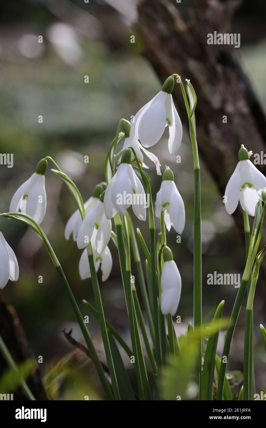 White symbolizes purity hires stock photography and images Alamy