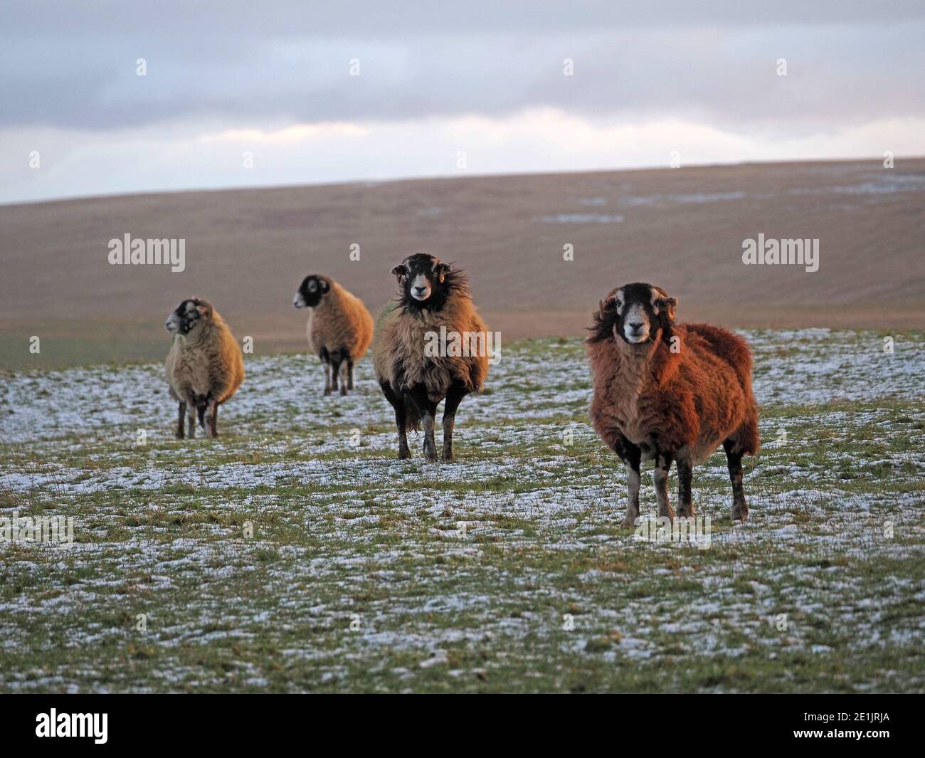 4 Swaledale ewe sheep in evening light look around on exposed upland fells with light snow covering in winter in remote Cumbria, England, UK Stock Photo