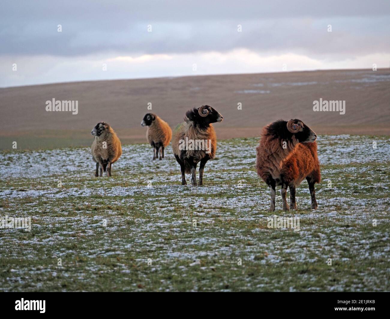 4 Swaledale ewe sheep in evening light look around on exposed upland fells with light snow covering in winter in remote Cumbria, England, UK Stock Photo