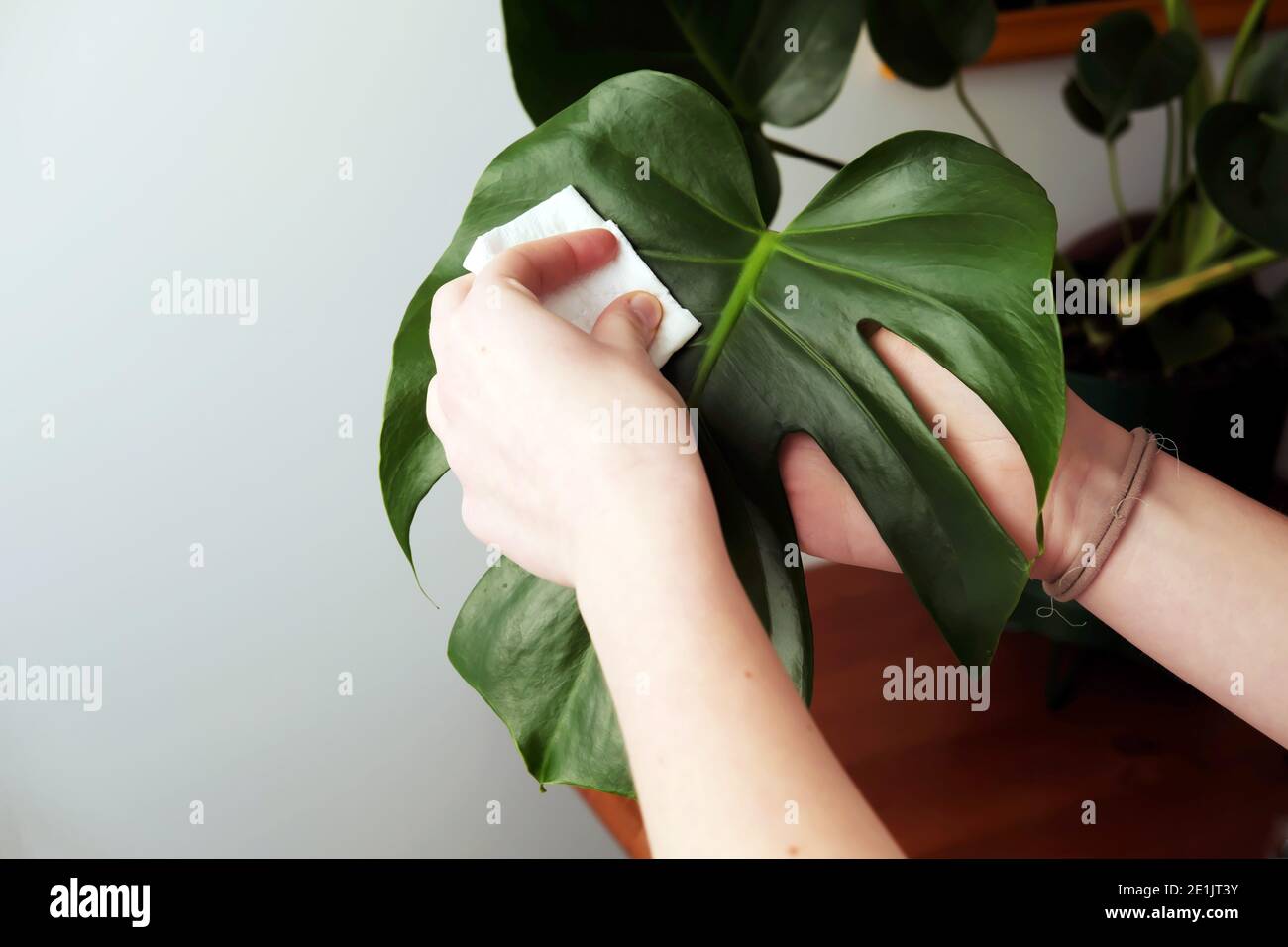 Clean houseplant leaves hires stock photography and images Alamy