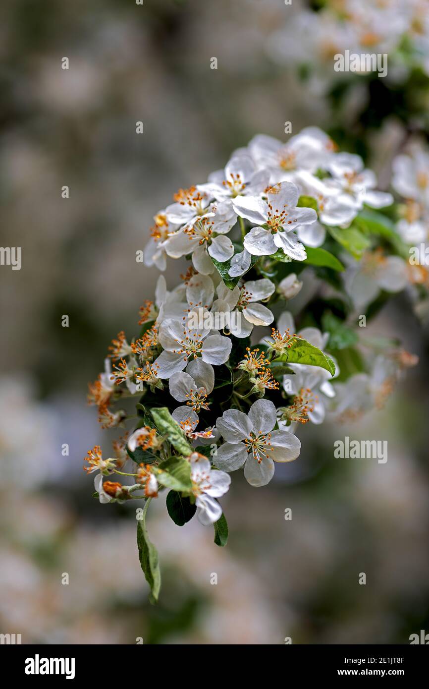 spring fruit tree blossoms beautiful orange stamens Stock Photo