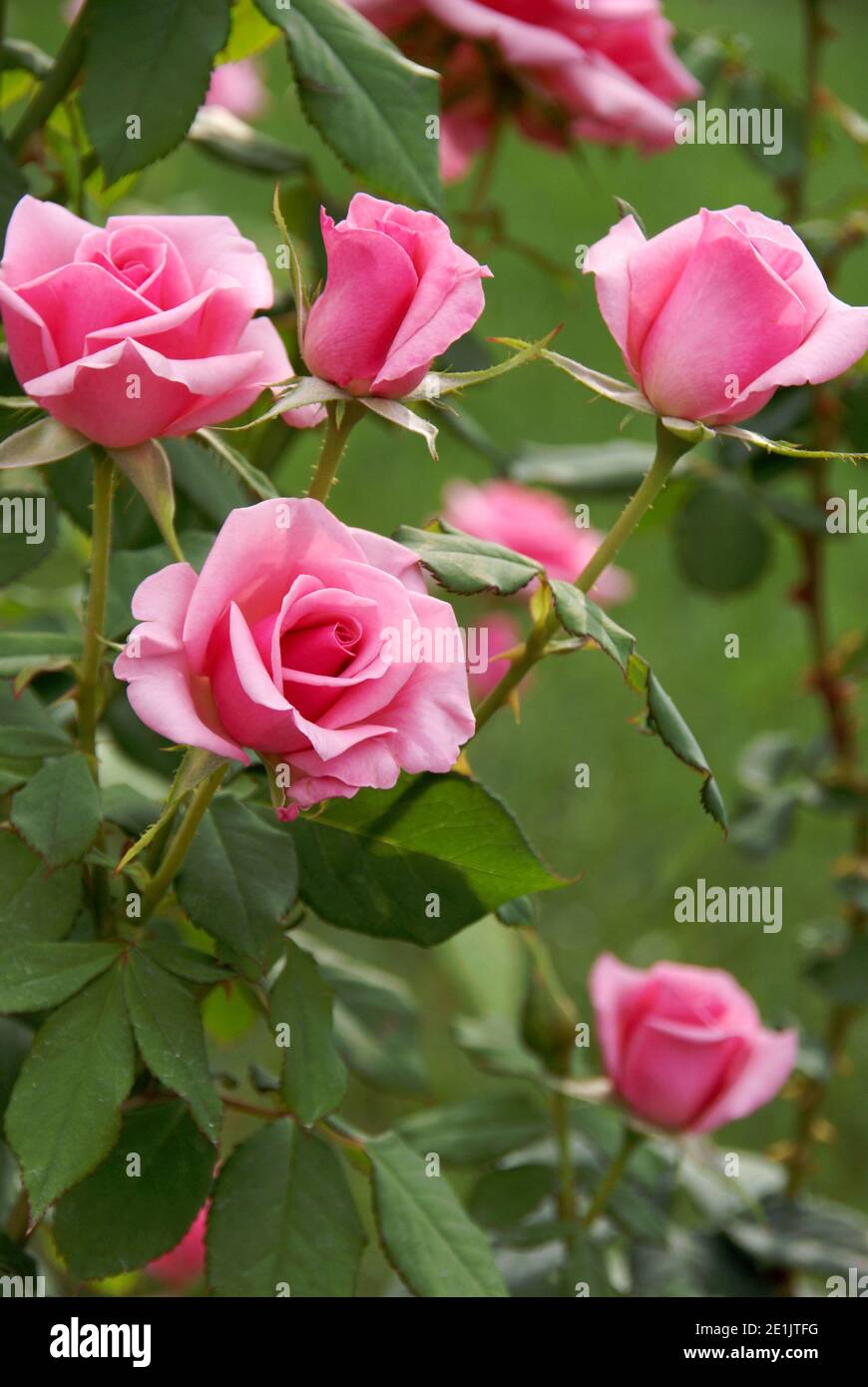 Pink Rose bush Stock Photo