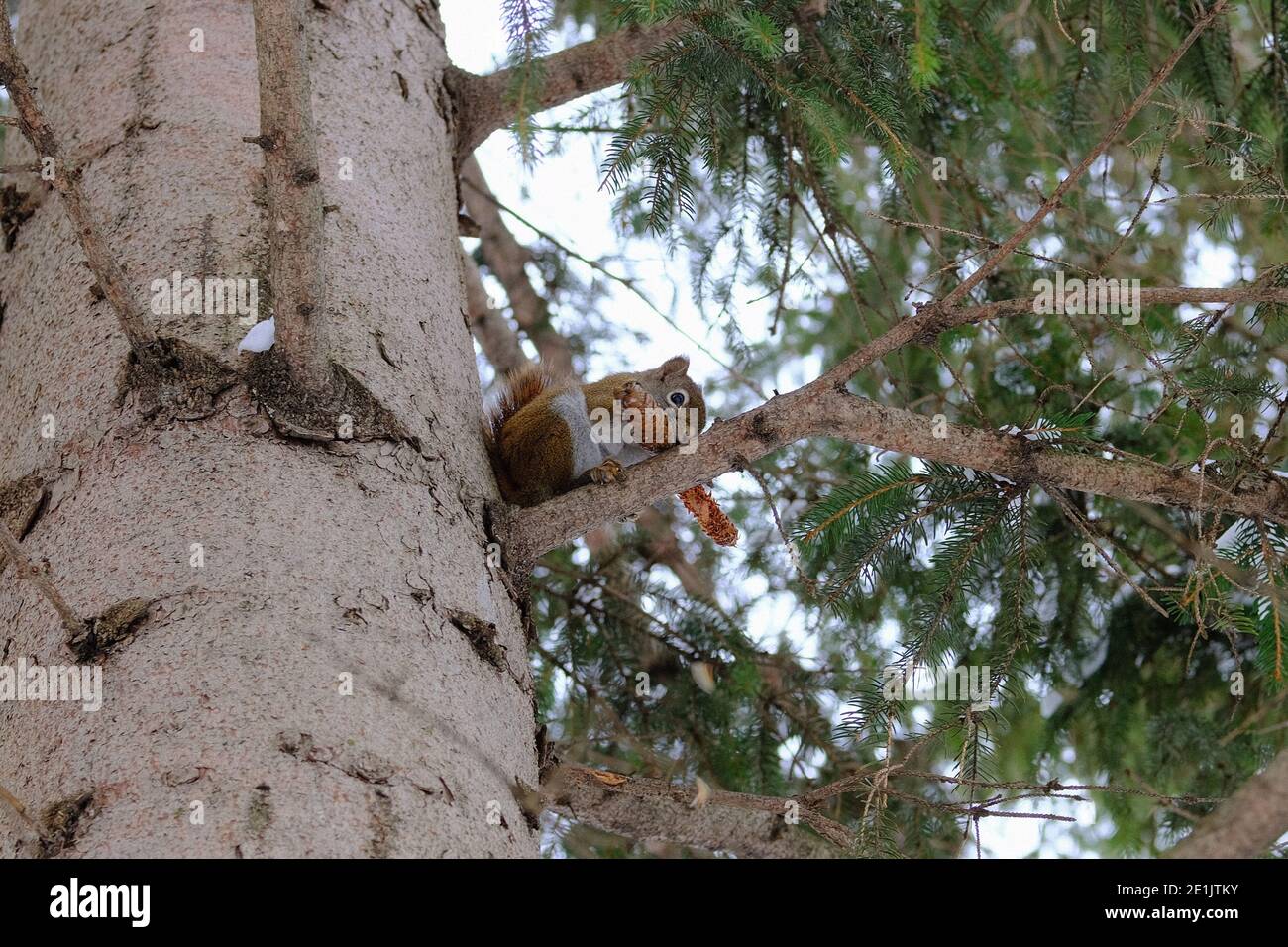 American red squirrel (Tamiasciurus hudsonicus) on a pine tree branch feasting on a pine cone in winter. Ottawa, Ontario, Canada. Stock Photo
