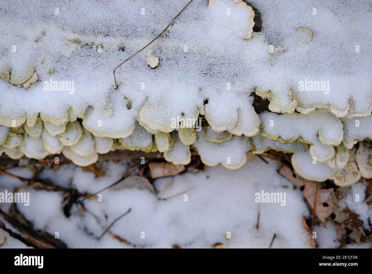 Old turkey tail bracket fungus (Trametes versicolor) on the top of a fallen log in winter totally covered in snow. Ottawa, Ontario, Canada. Stock Photo