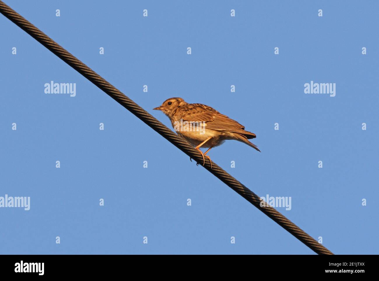 Woodlark (Lullula arborea pallida) adult perched on power-line  Morocco               April Stock Photo