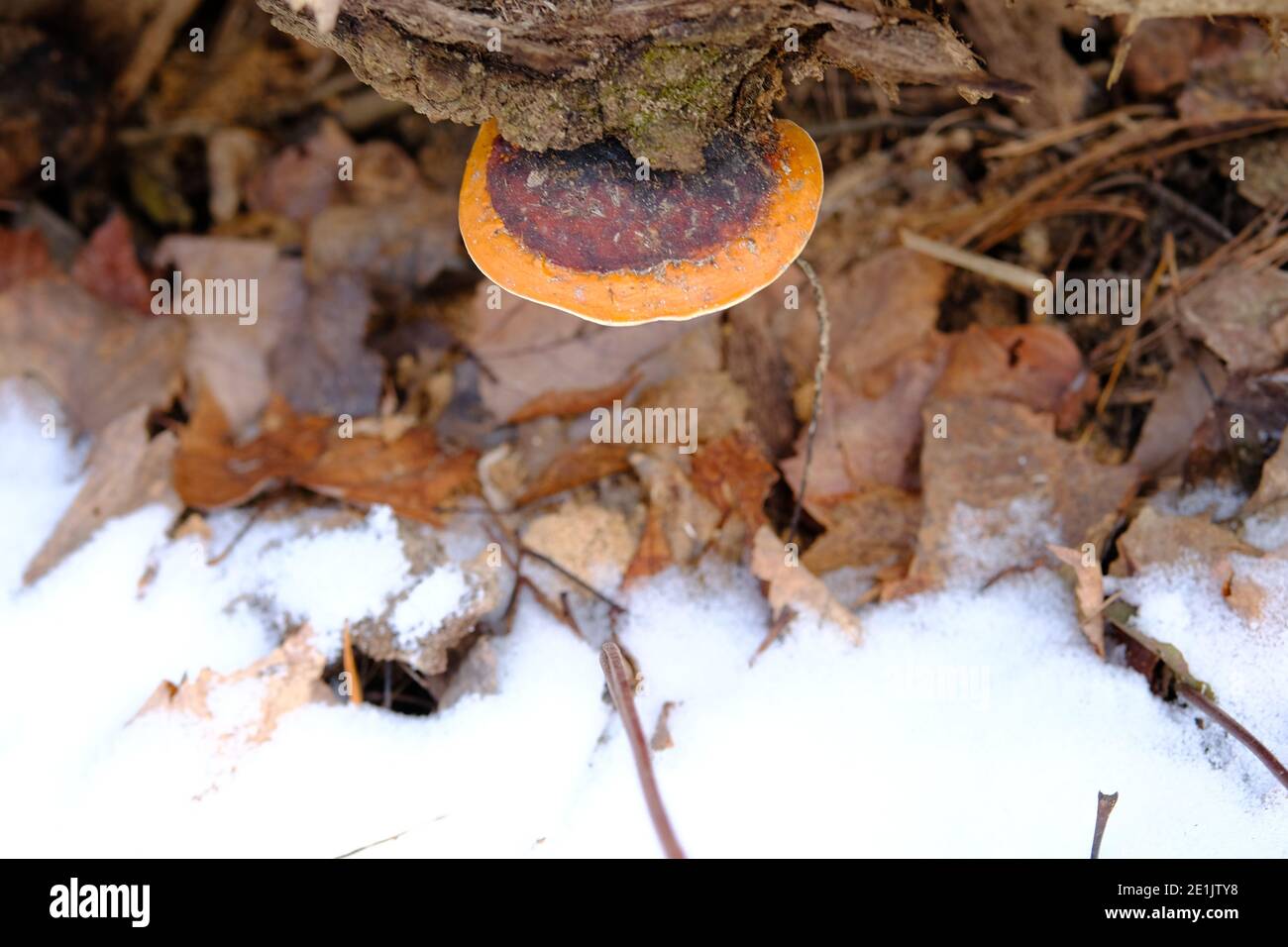 Red-belted conk (Fomitopsis pinicola) in an Ottawa forest in mid winter in Ottawa, Canada. Stock Photo