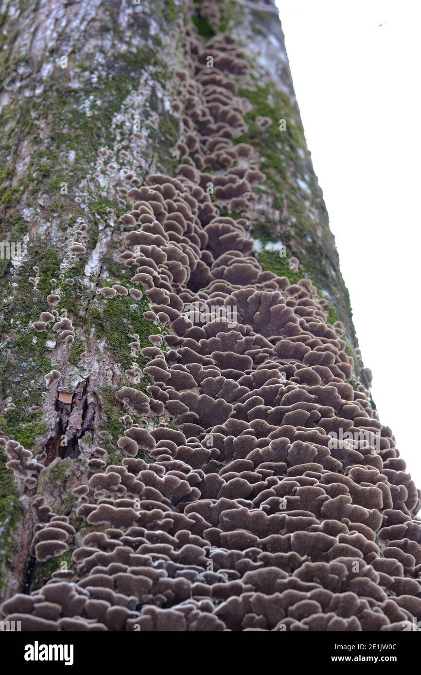 Copious bracket fungus climbing up the side of a tree, in midwinter in Ottawa, Ontario, Canada. Stock Photo