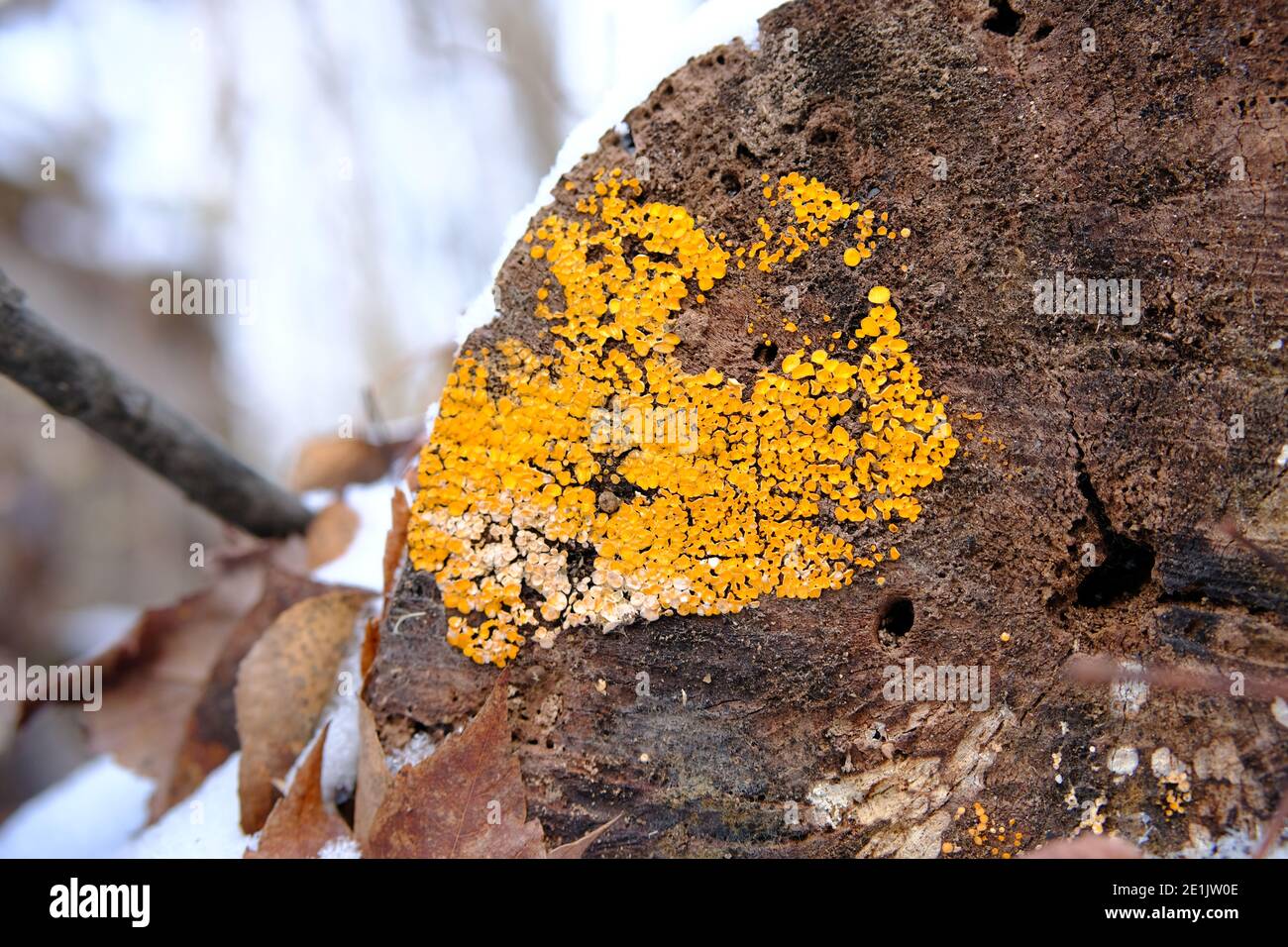 Common orange lichen (Xanthoria parietina) in winter growing on the end of a stump on a hiking trail outside of Ottawa, Ontario, Canada. Stock Photo