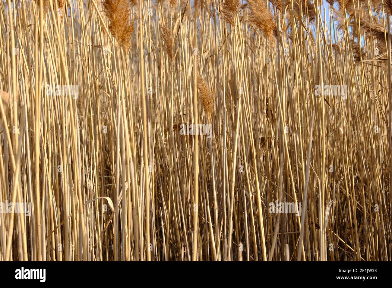 Dried tall fluffy reeds (Phragmites australis) catching the low sun in winter on a trail outside Ottawa, Ontario, Canada. Stock Photo