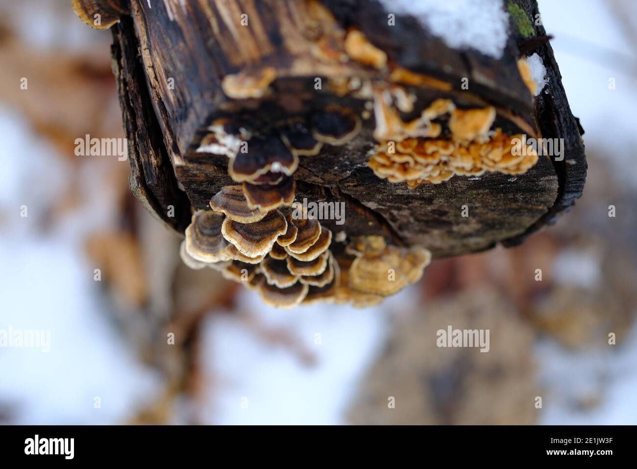 Turkey tail bracket fungus (Trametes versicolor) on the top of a fallen log in winter in a forest outside Ottawa, Ontario, Canada. Stock Photo