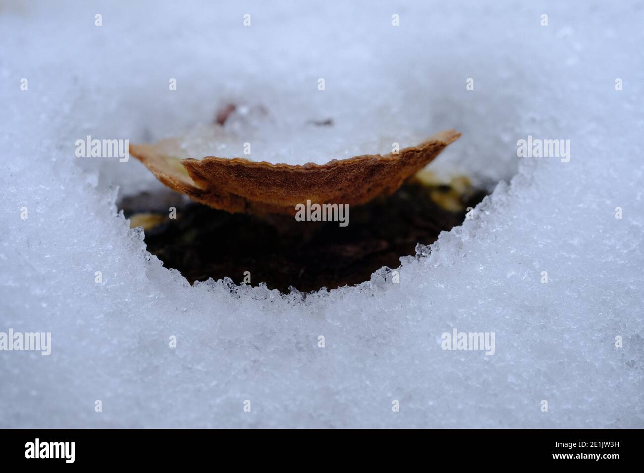 Old and brown cap fungus (bolete) just peeking up through the snow. Ottawa, Ontario, Canada. Stock Photo