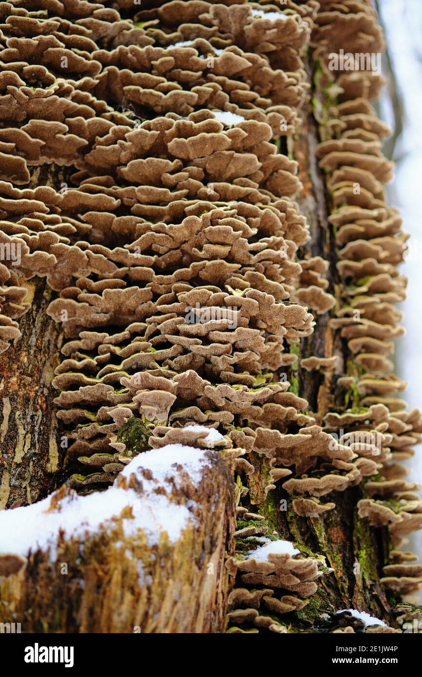 Copious bracket fungus on the side of a tree, in midwinter and covered in snow. Ottawa, Ontario, Canada. Stock Photo