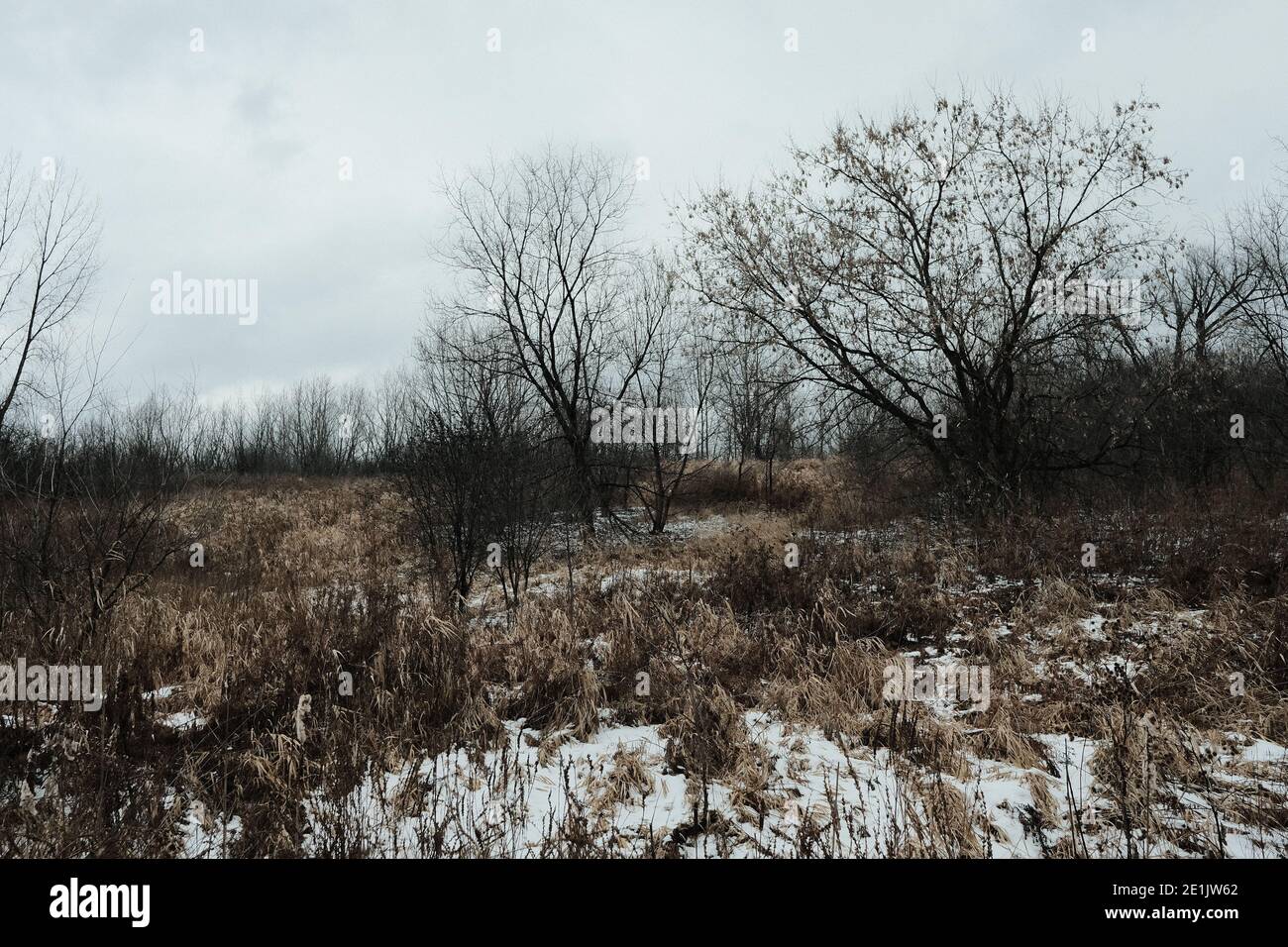 Bleak treeline and brown grasses on a trail at the Mer Bleue Bog on a wintry, overcast day just outside of Ottawa, Ontario, Canada. Stock Photo