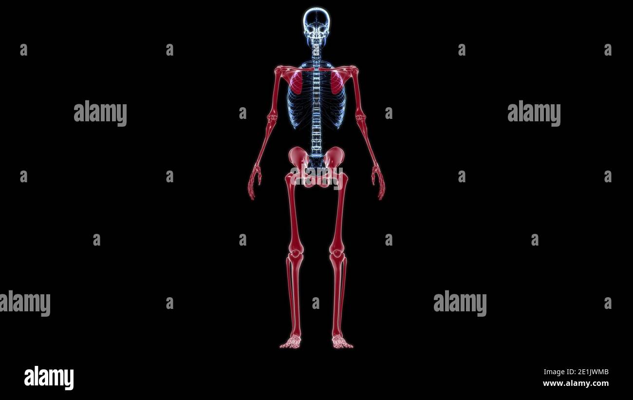 Human Skeleton Appendicular Skeleton Anatomy 3D Illustration Stock
