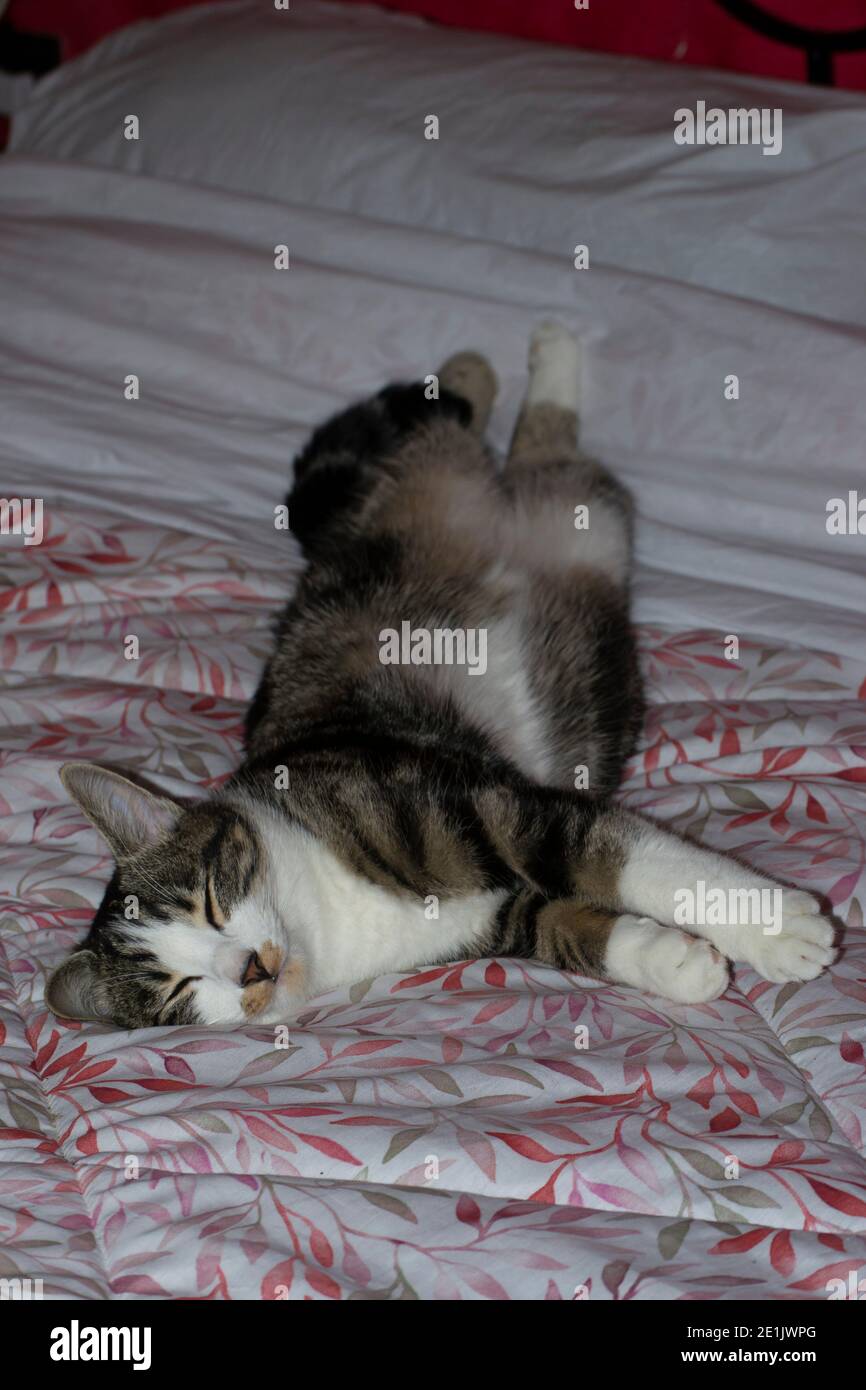 portrait of a tabby cat sleeping on a bed Stock Photo Alamy