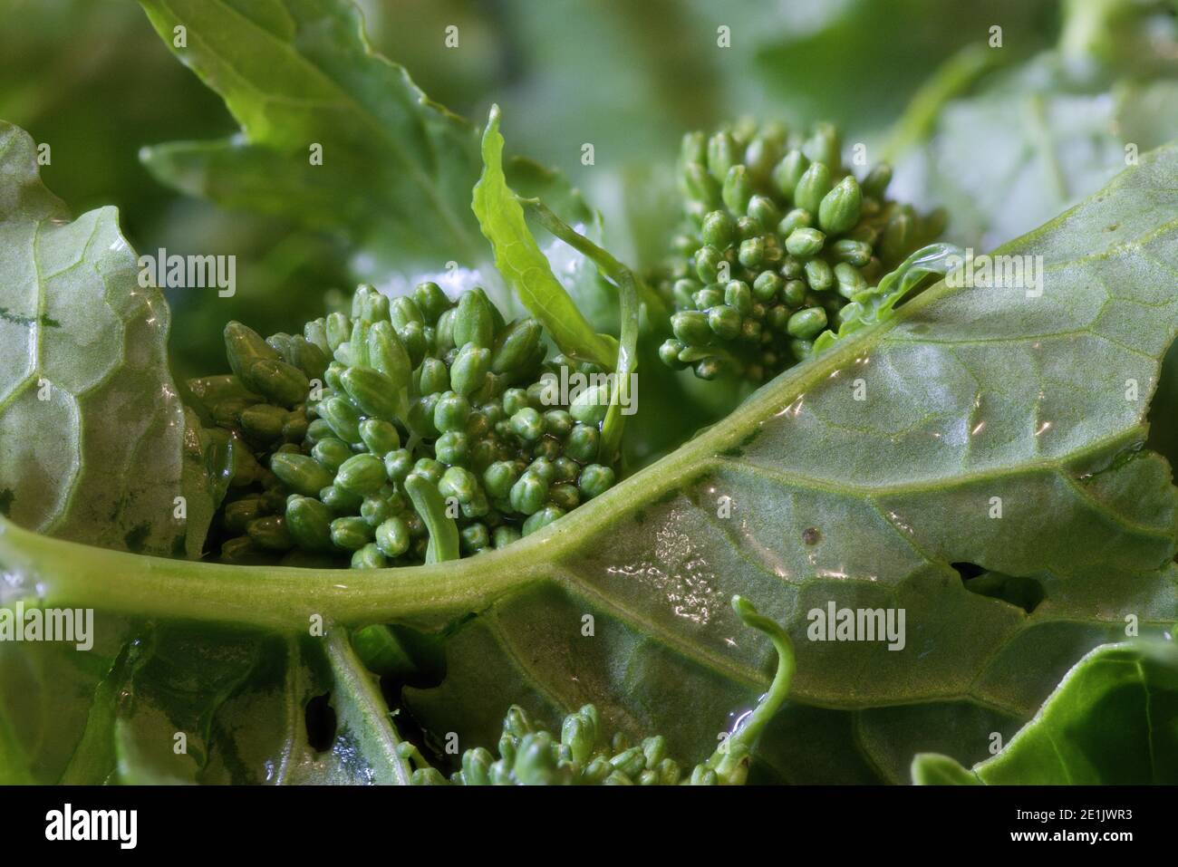 turnip greens close up Stock Photo