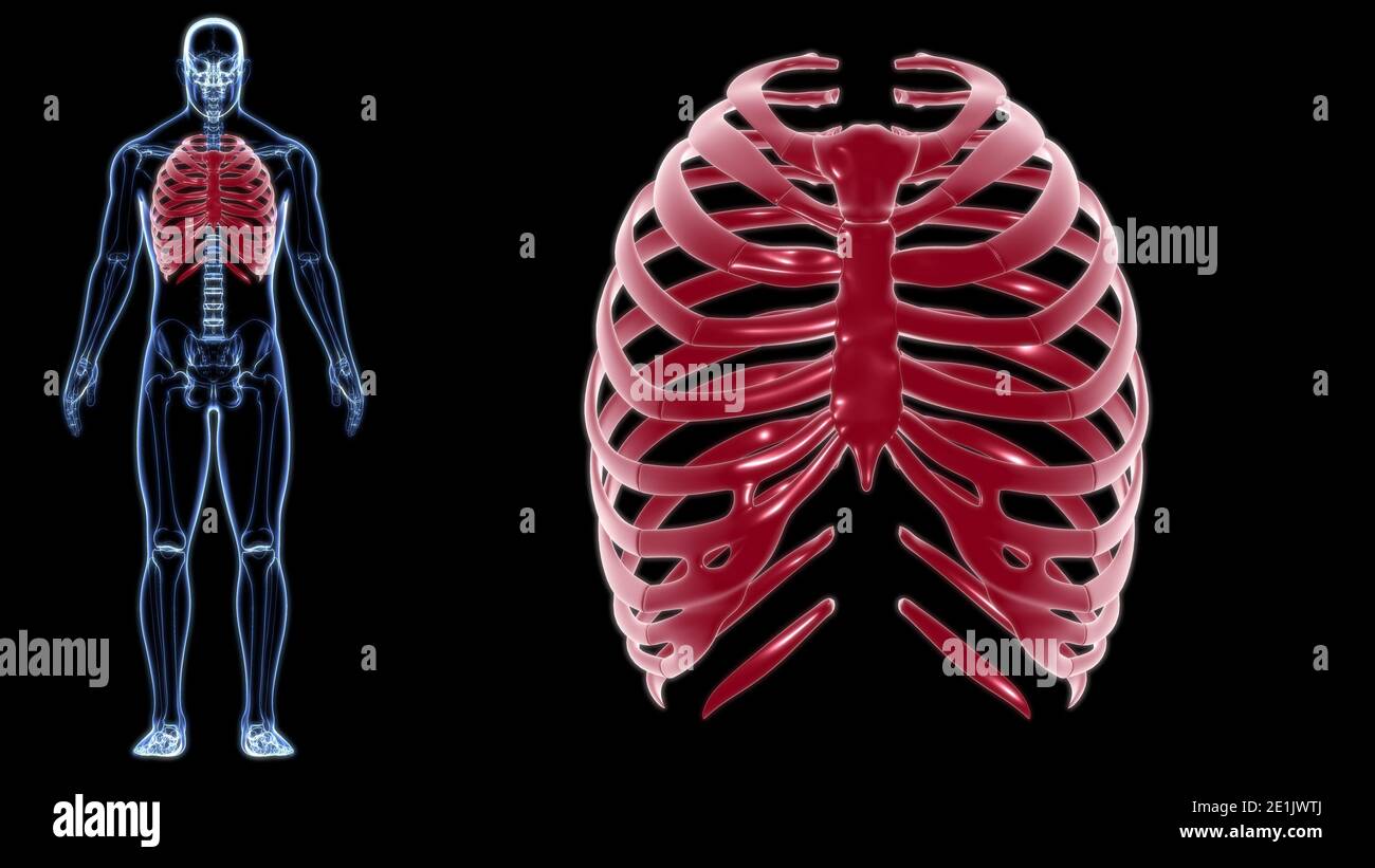 Human skeleton anatomy Rib Cage 3D Rendering For Medical Concept Stock ...